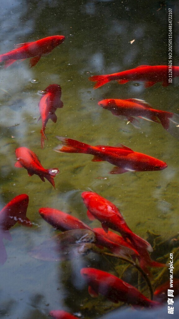 水中暢游的紅色小金魚
