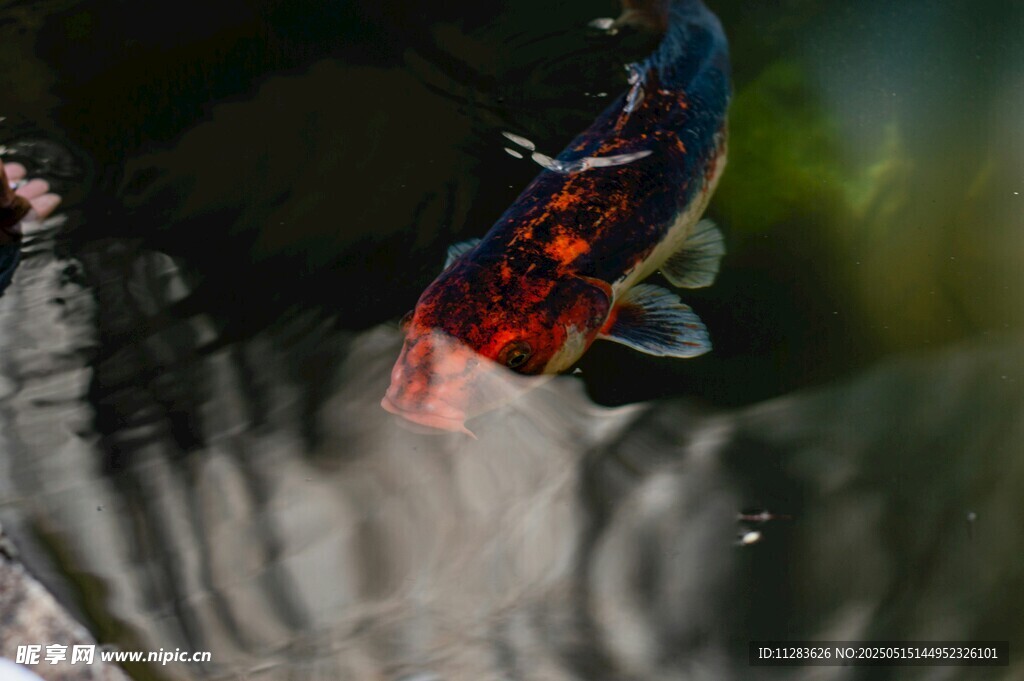 水中鯉魚