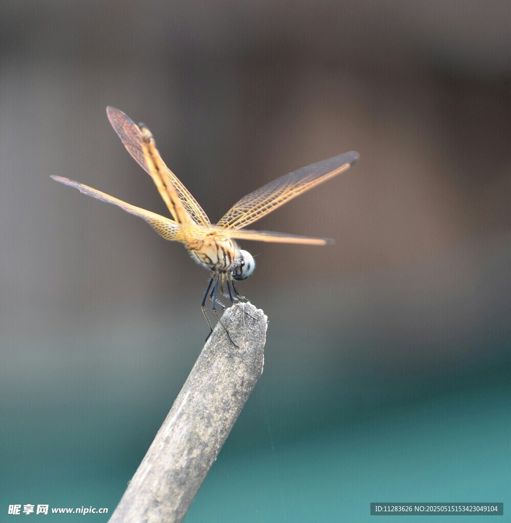 枝頭停駐的美麗蜻蜓