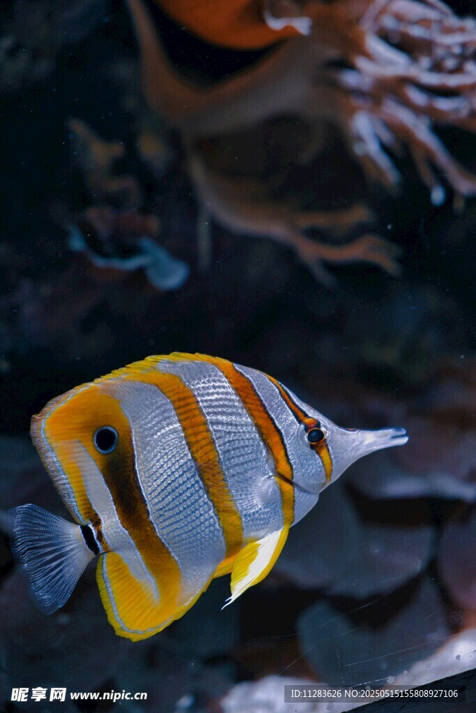條紋海魚特寫