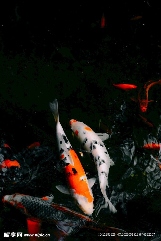 靈動錦鯉水中嬉戲