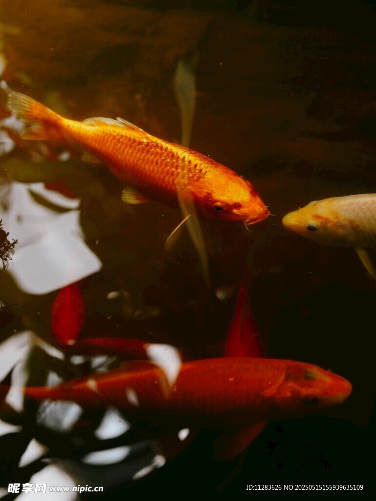 靈動金魚在水中悠游