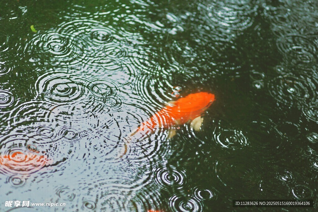 池塘中游動的艷麗紅金魚