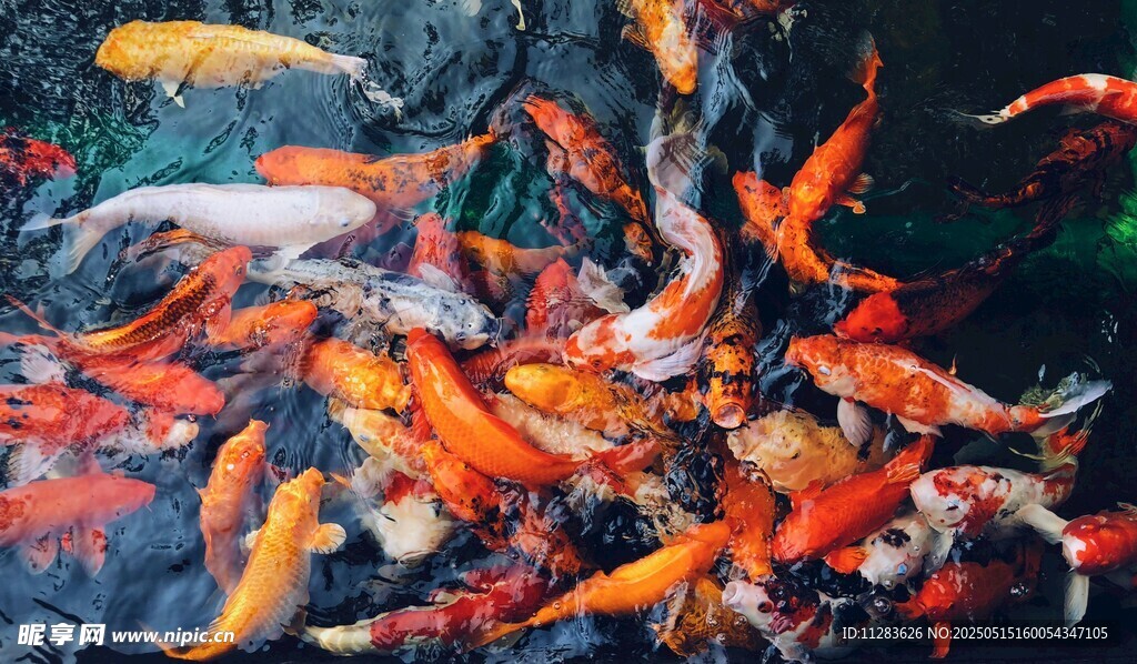 群鯉戲水