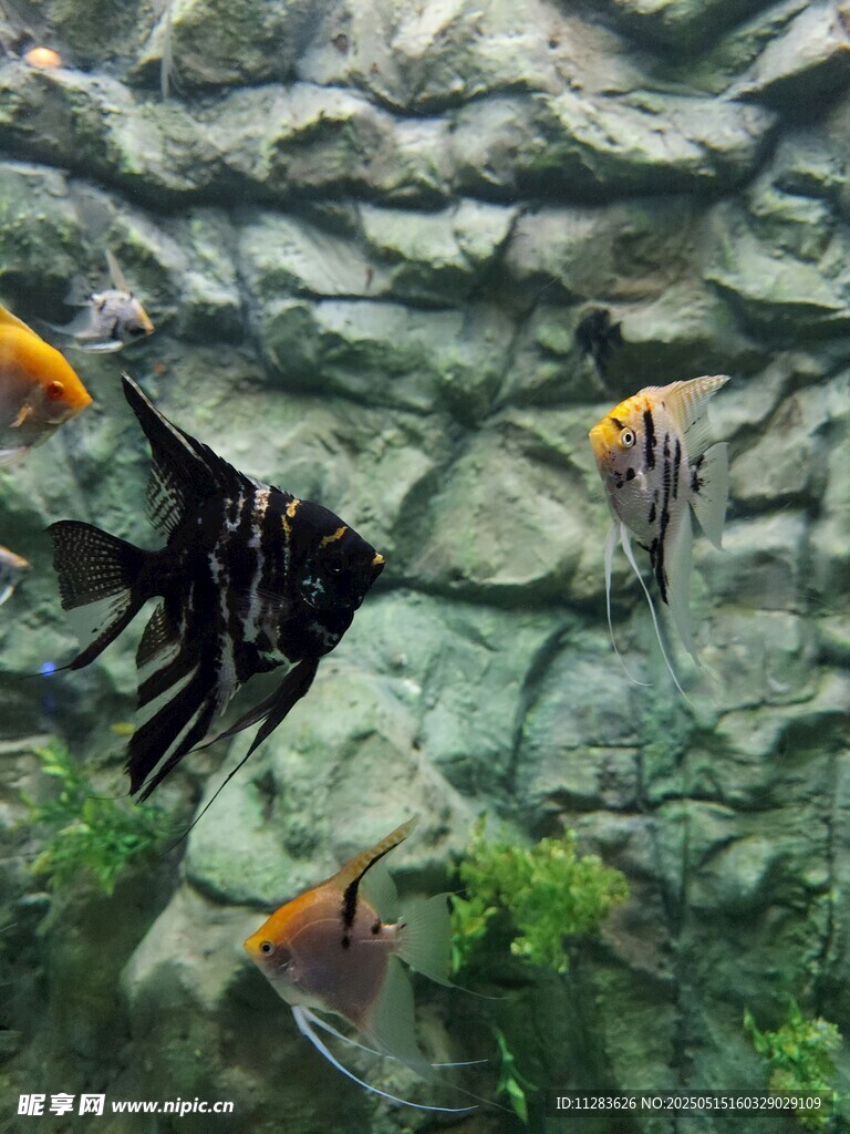 水族箱中的多彩熱帶魚