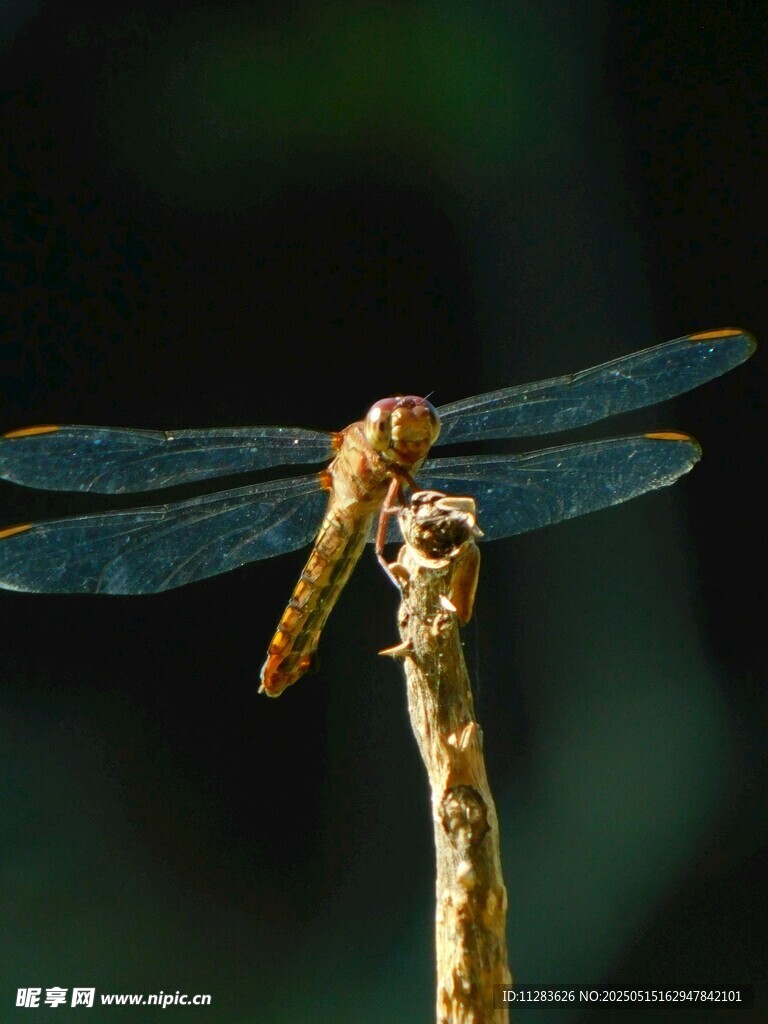 枝頭蜻蜓