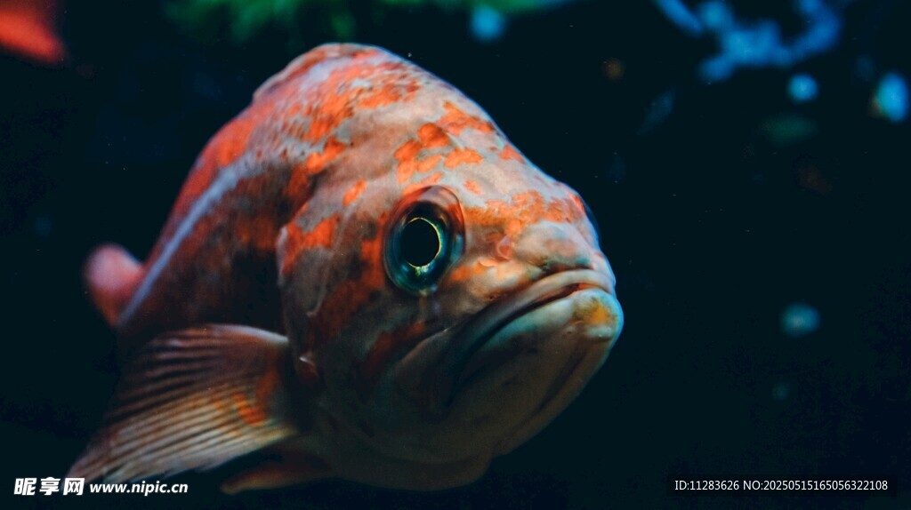 鮮艷海魚特寫