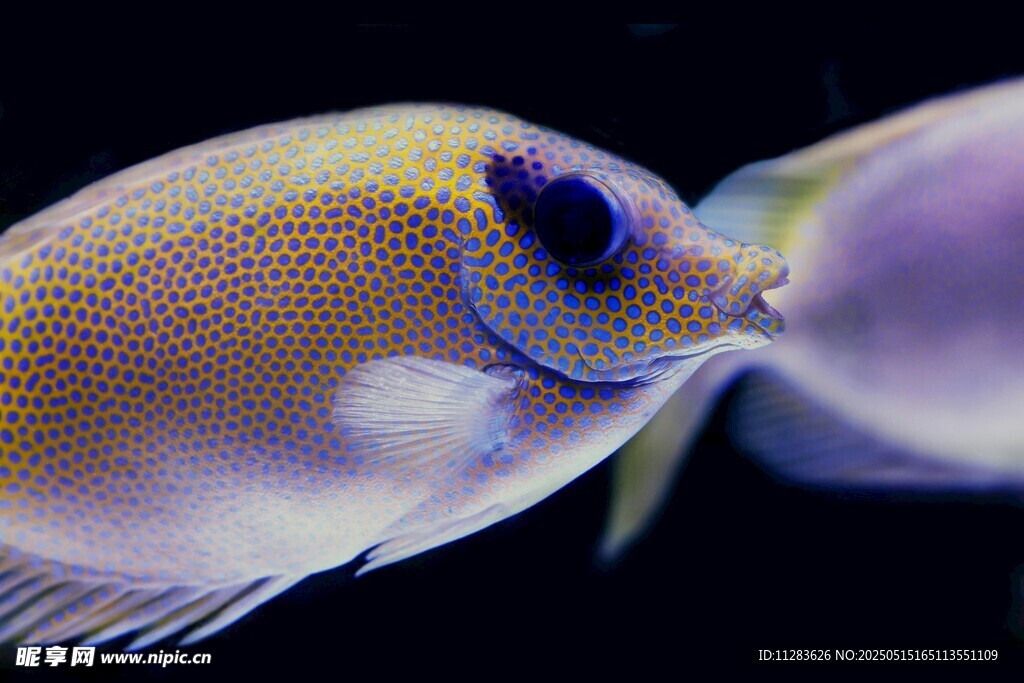 美麗熱帶魚特寫