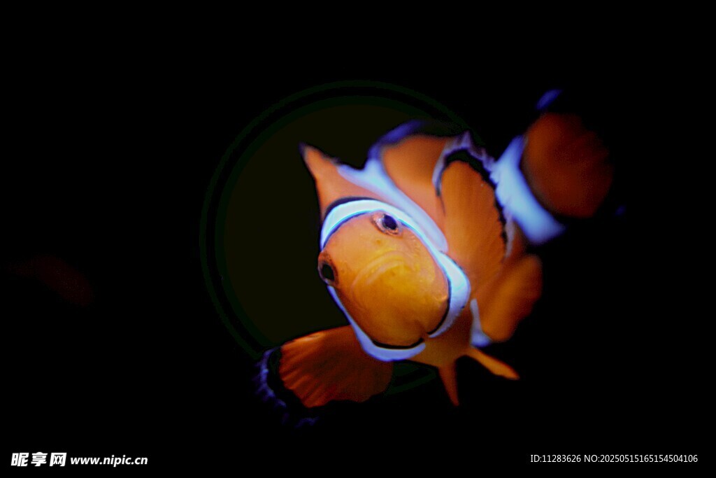 可愛小丑魚特寫