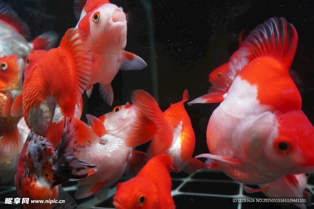 多彩金魚群游于水族箱中