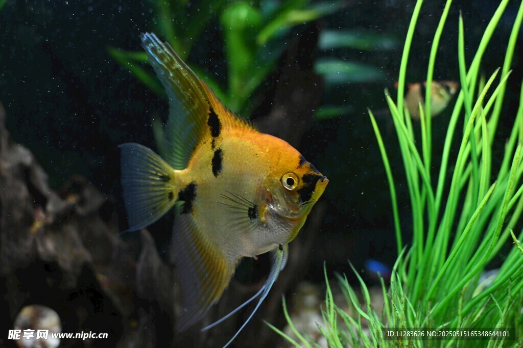 水中金神仙魚與綠植相伴
