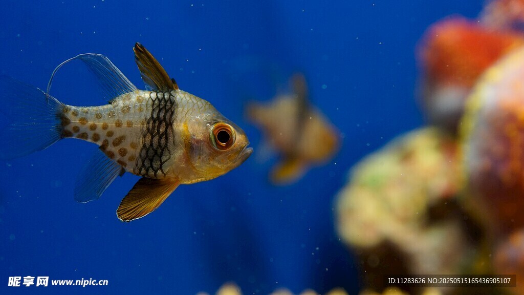水中游弋的斑點觀賞魚