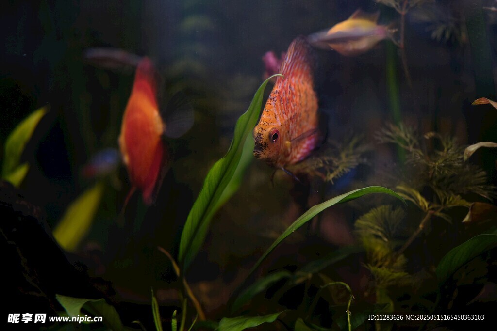 缸中靈動的多彩觀賞魚