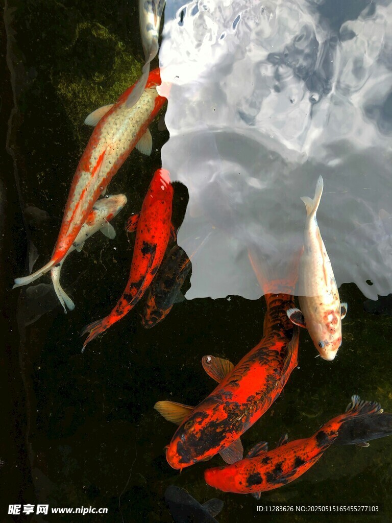 水中錦鯉游弋賞心悅