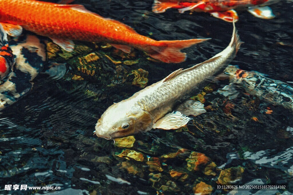 池塘中的錦鯉與灰魚