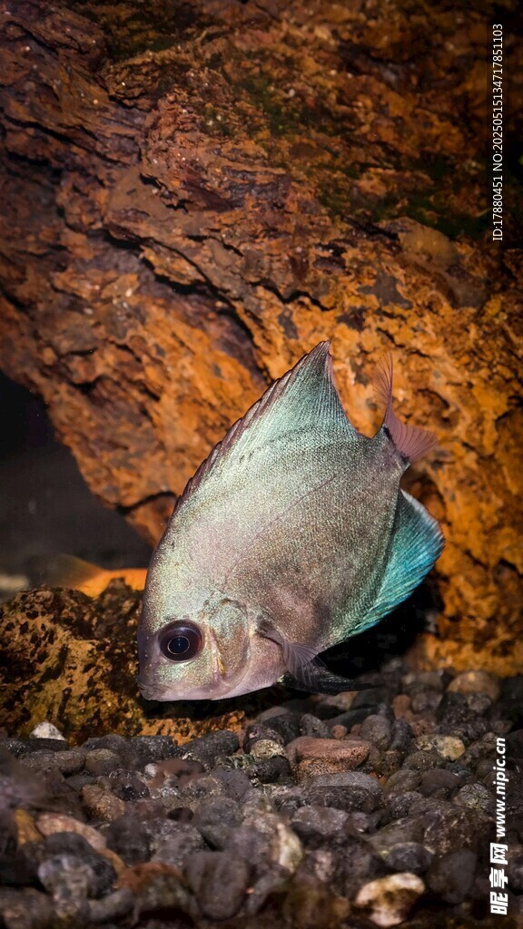 藍鰭魚