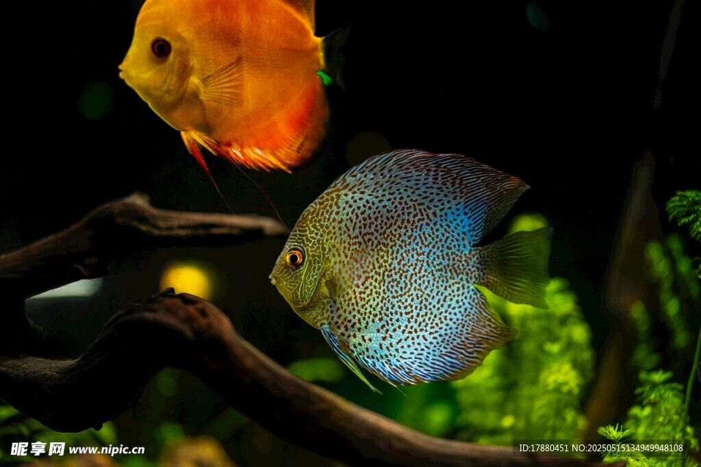 神仙魚