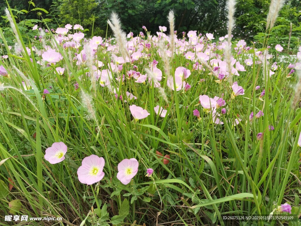 月見花
