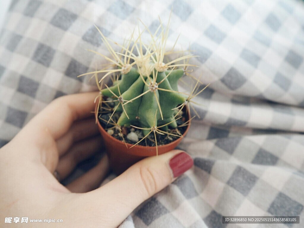 手捧小仙人球綠植盆栽