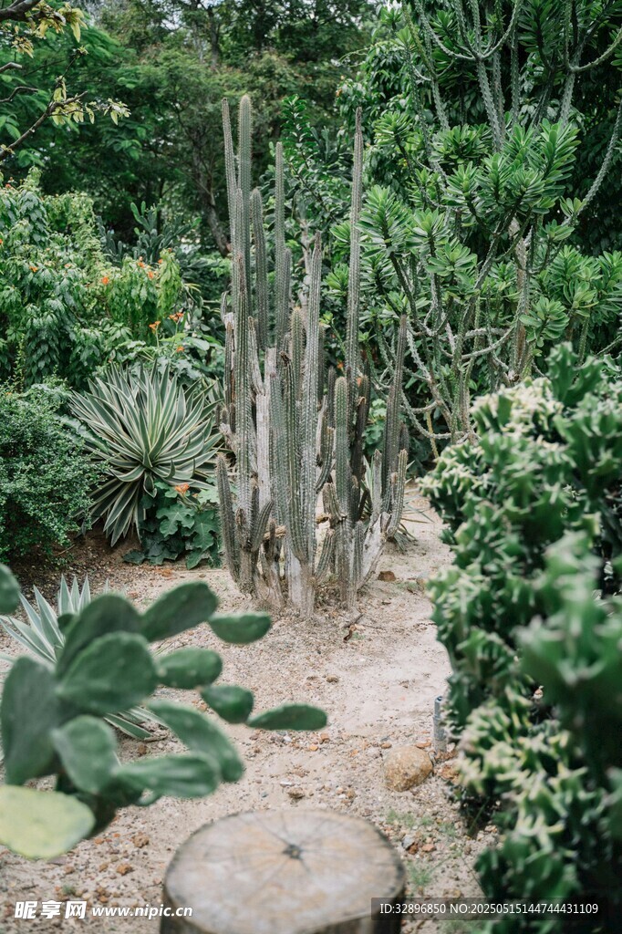 仙人掌植物小徑景觀