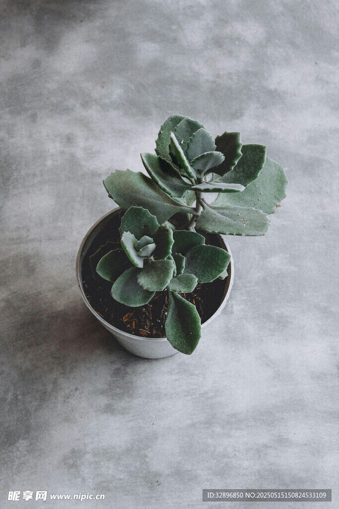 簡約風(fēng)小盆栽綠植特寫