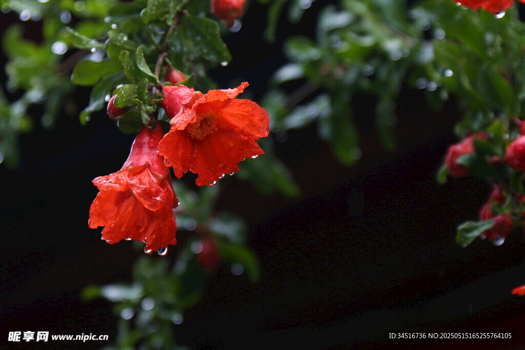 嬌艷欲滴的雨中紅石榴