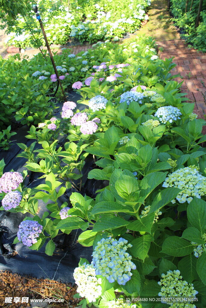 繡球花園
