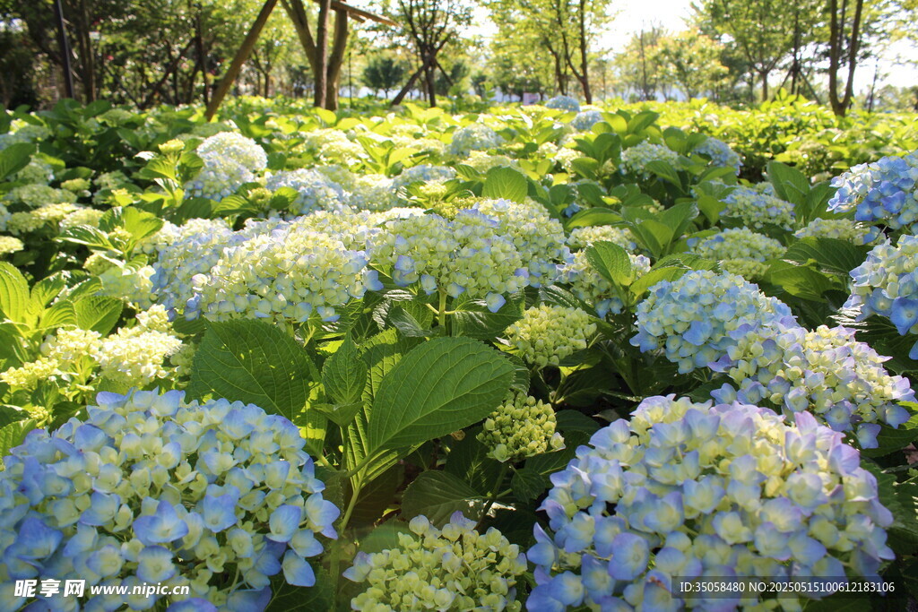 繡球花園