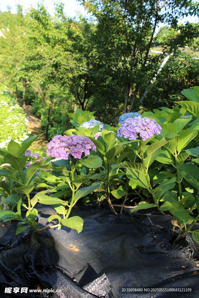 繡球花園