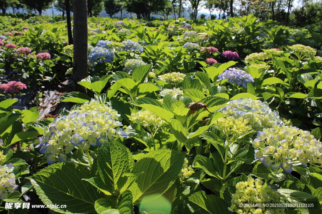 繡球花園