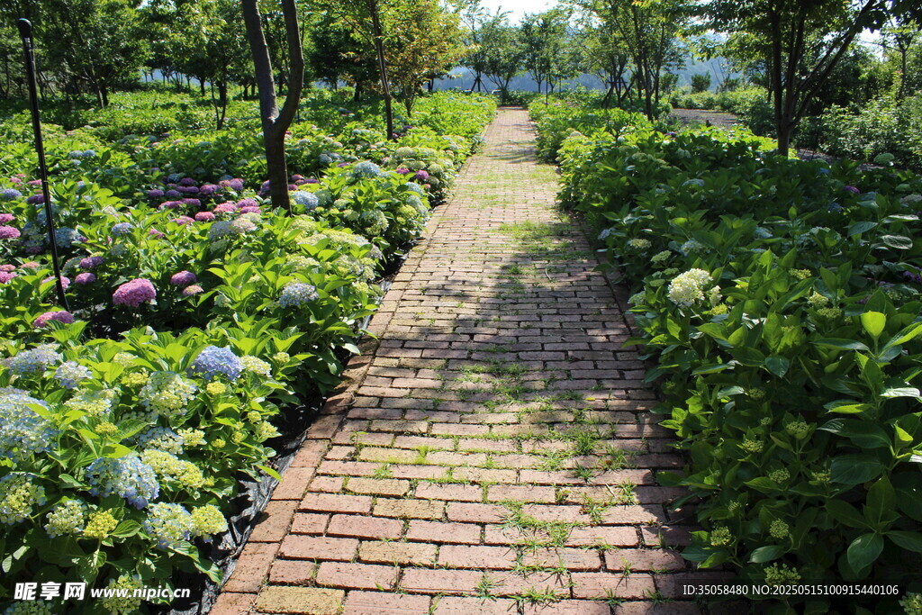 繡球花園
