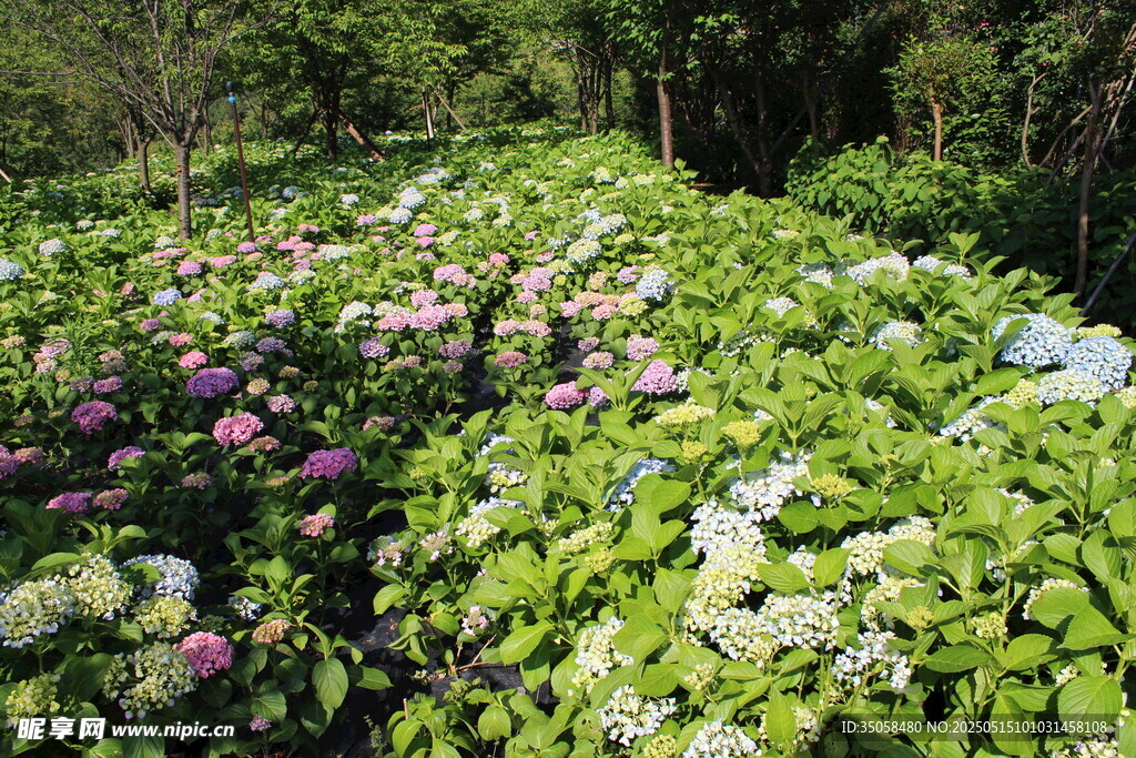 繡球花園
