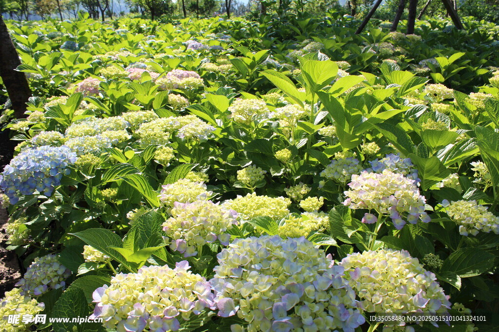 繡球花園