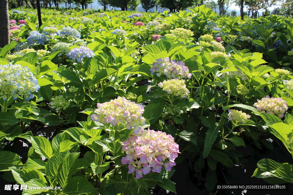 繡球花園