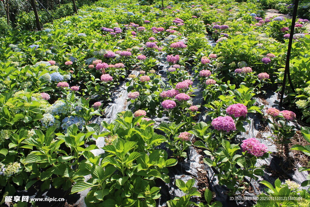 繡球花園