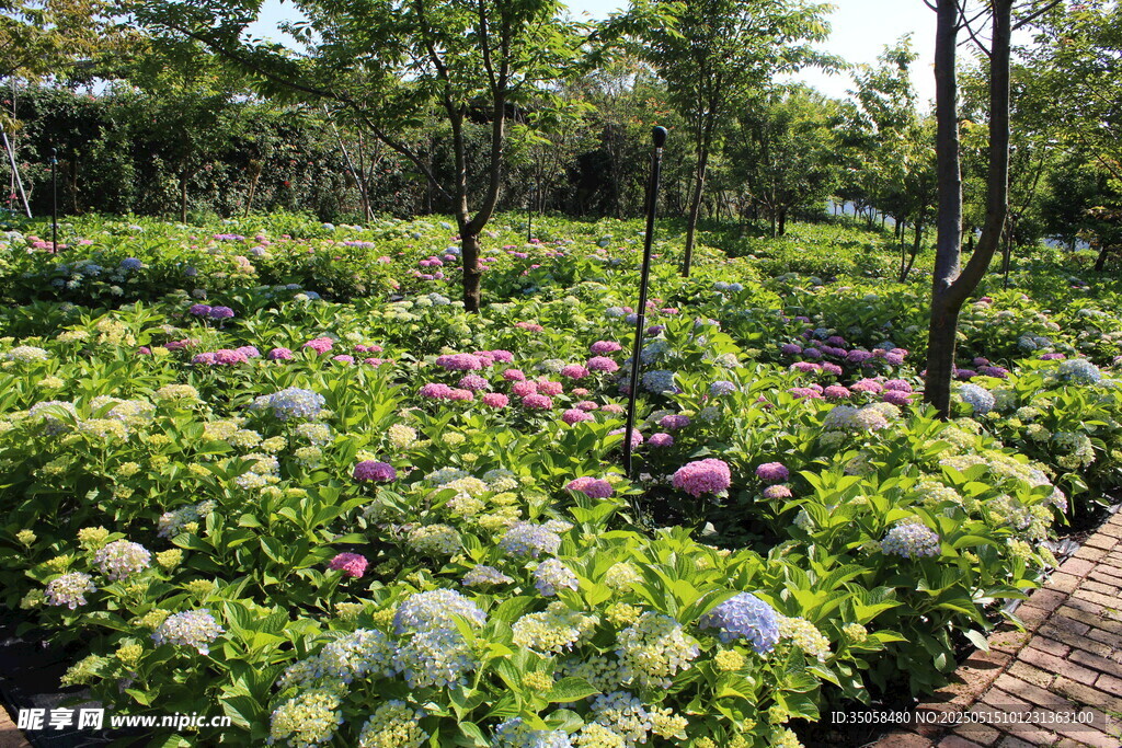繡球花園