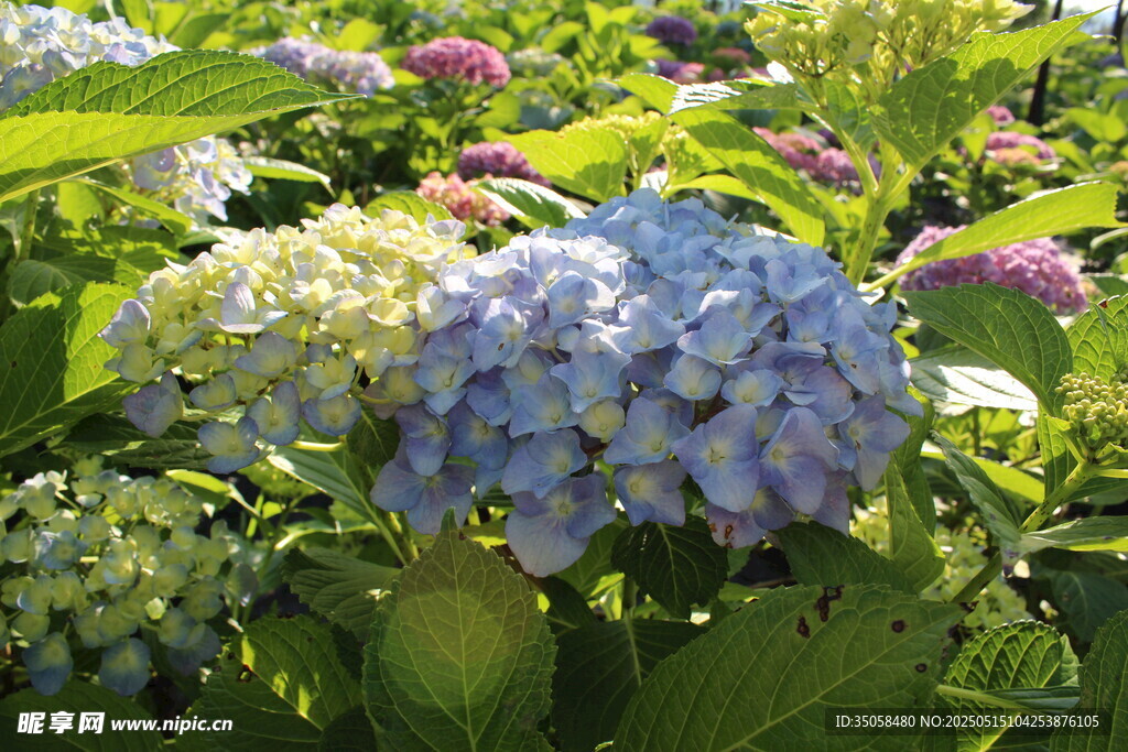 繡球花園