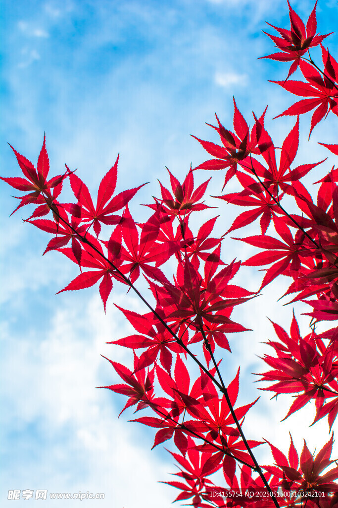 藍天映襯下的艷麗紅楓葉