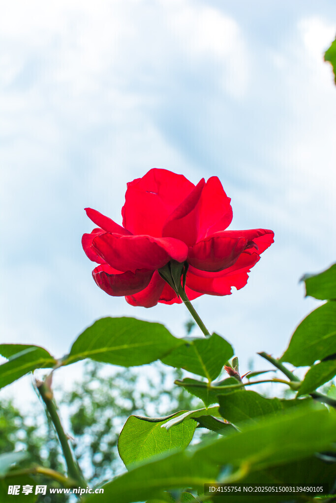 嬌艷紅玫瑰綻放于綠葉間