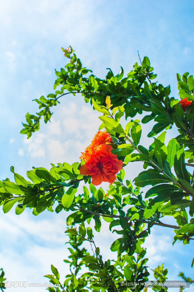 枝頭綻放的艷麗石榴花