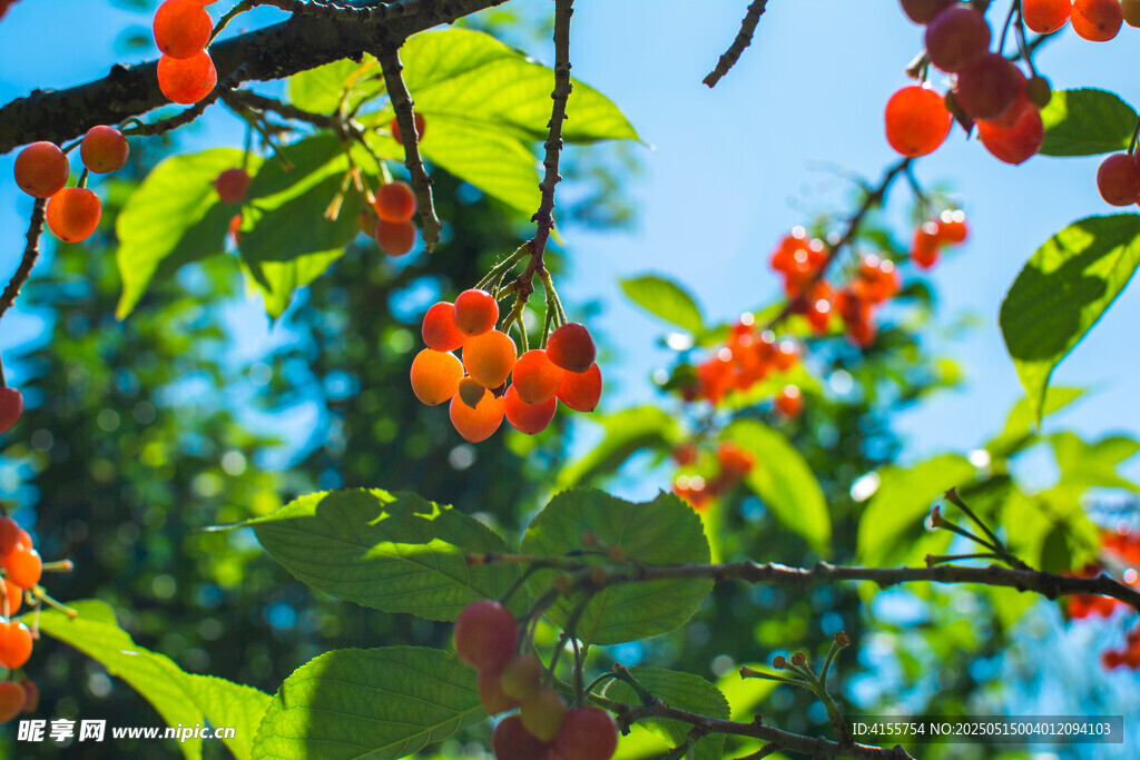 紅色小櫻桃
