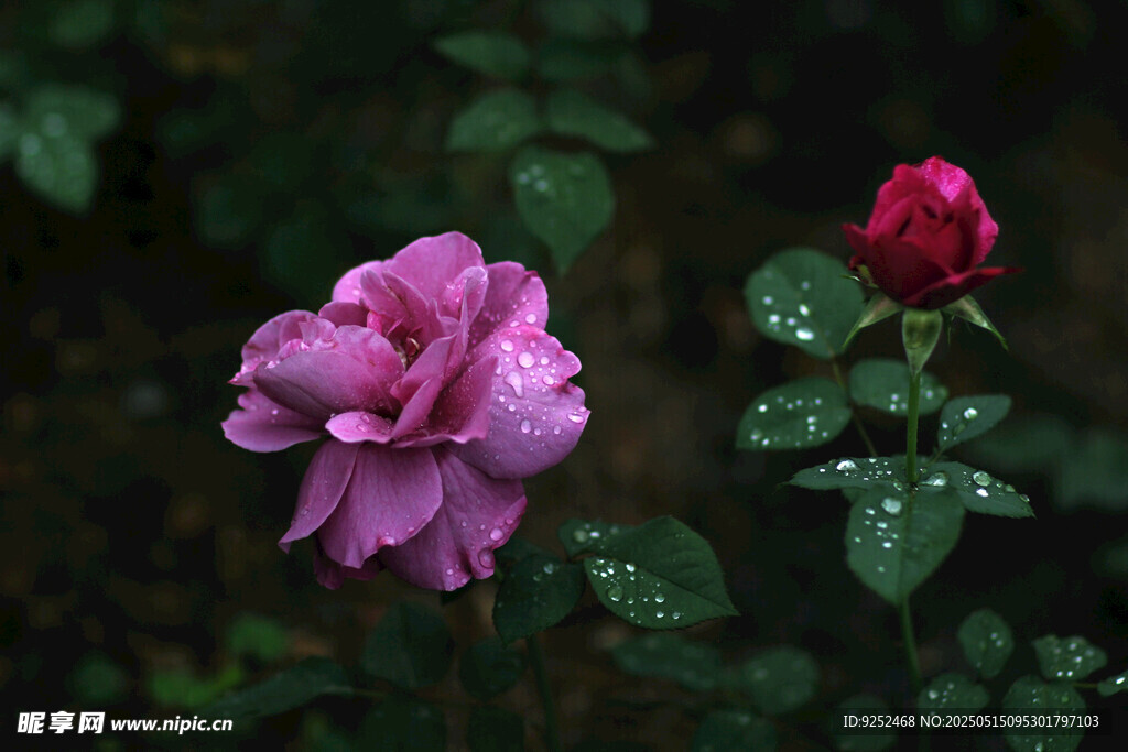 雨中玫瑰花