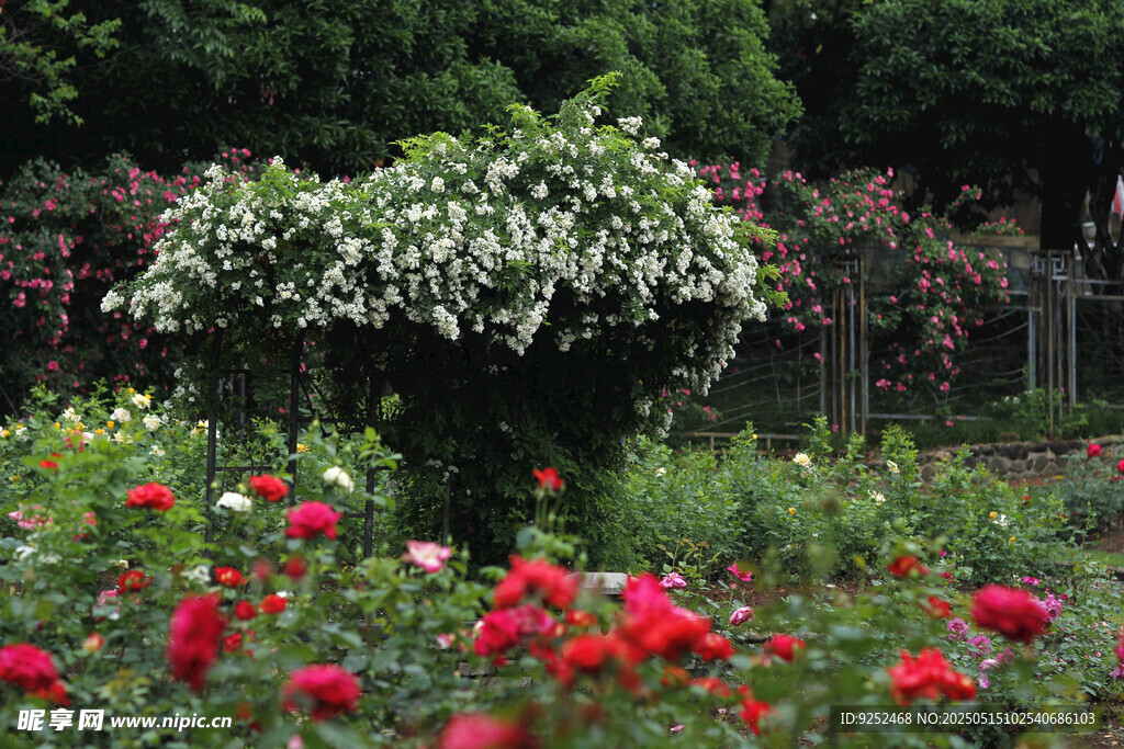 玫瑰花園