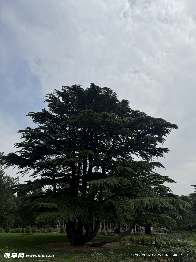 孤樹挺立在開闊草地