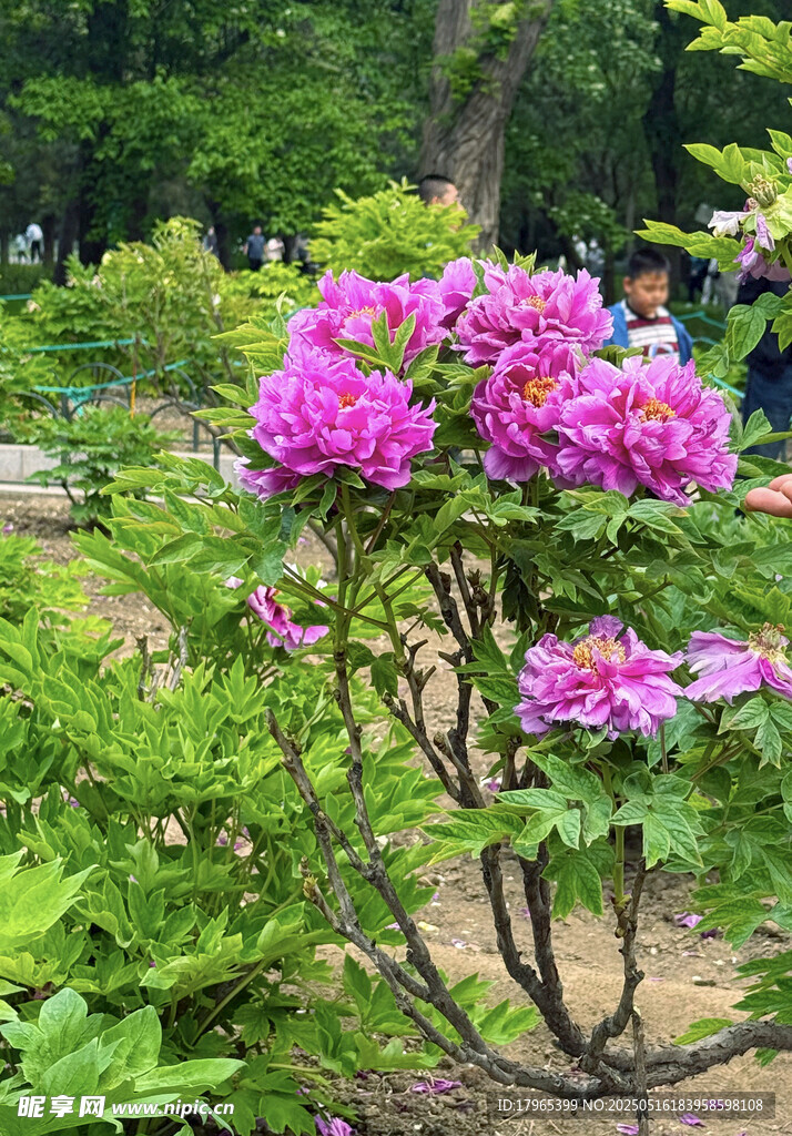 牡丹