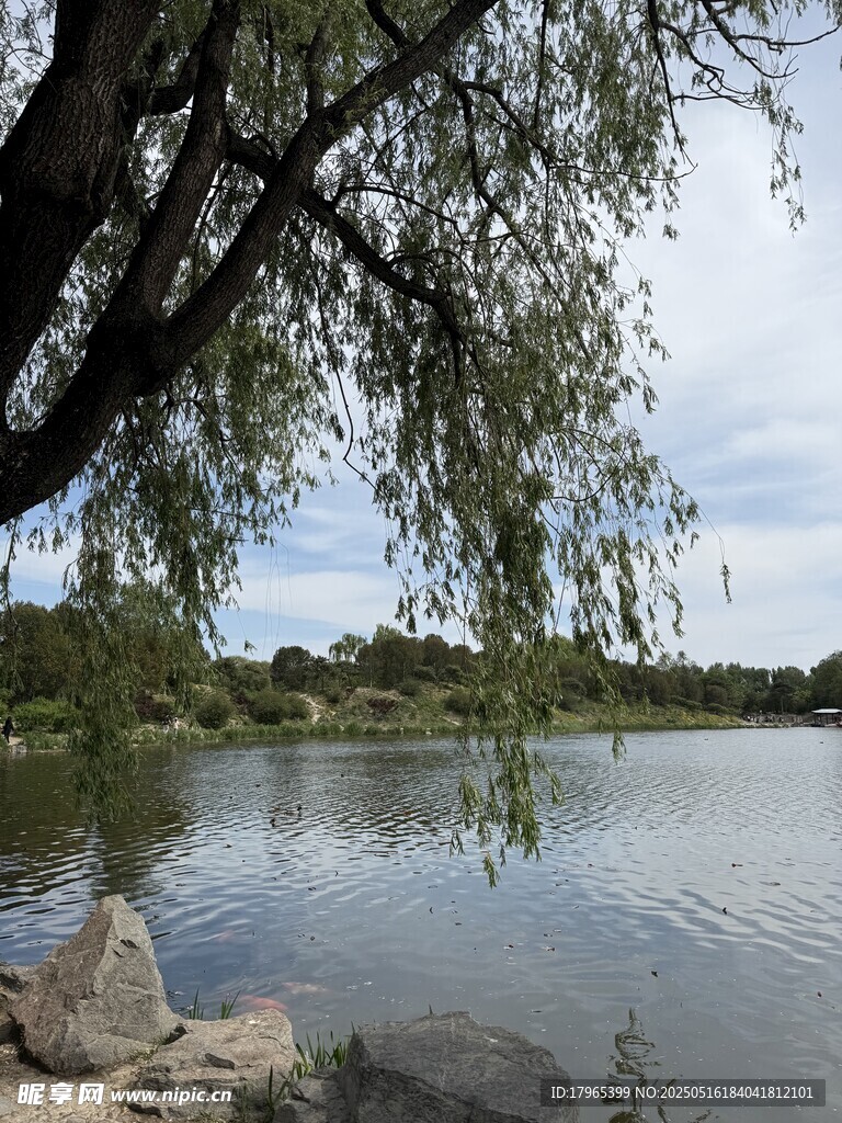 湖畔垂柳風景