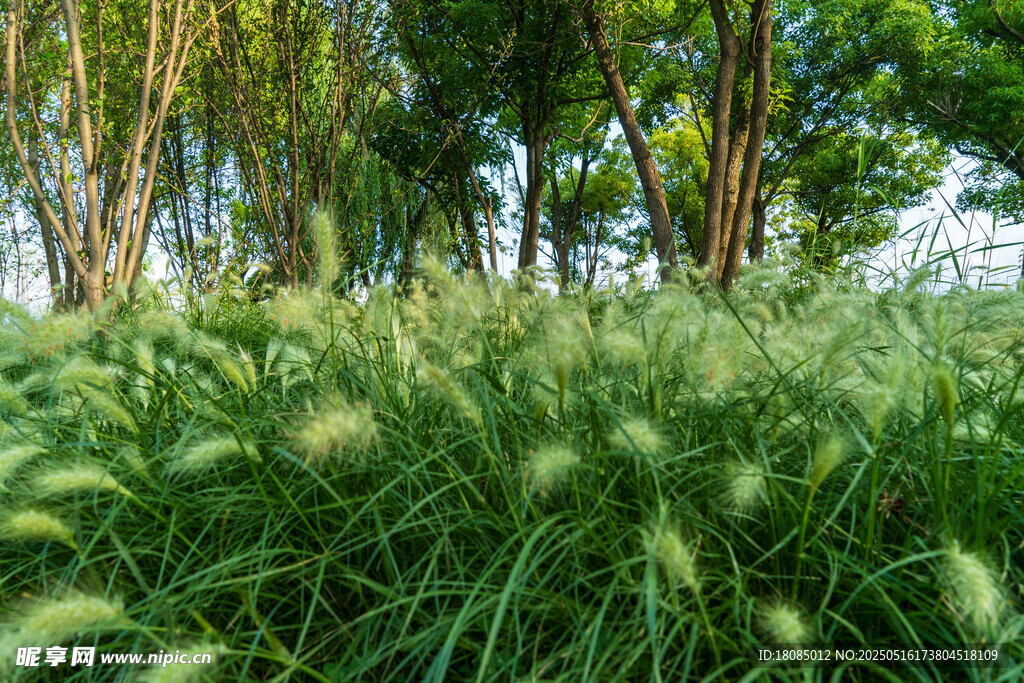 陽光下的蔥郁草地與樹林