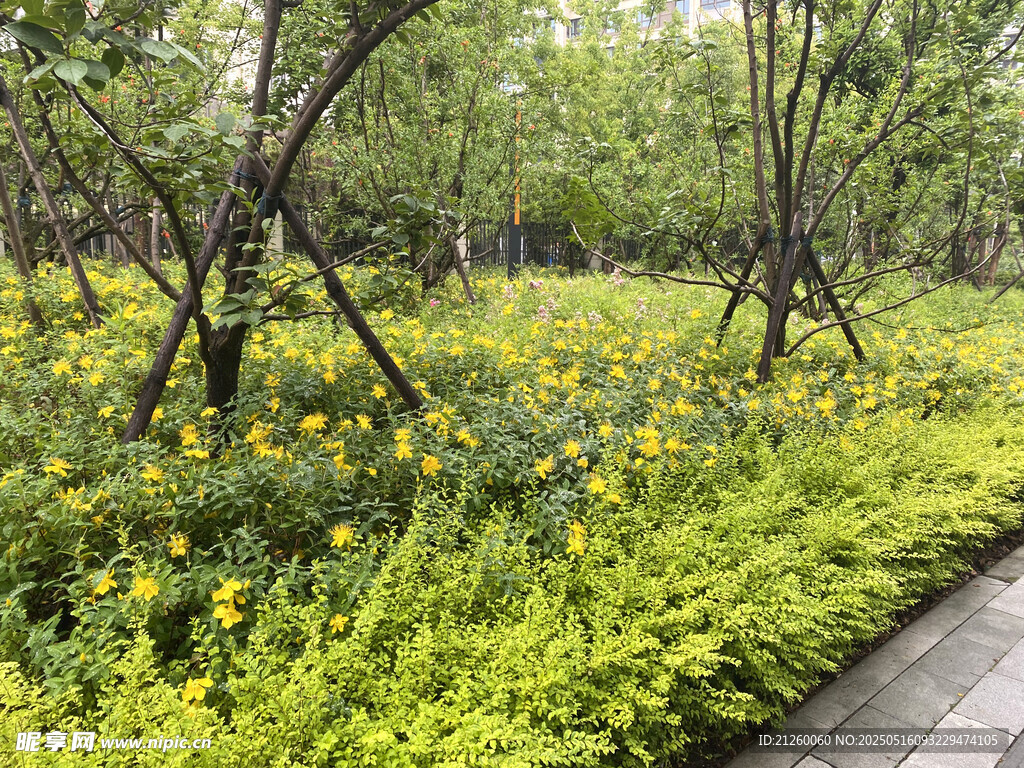 林間黃花綠地景觀