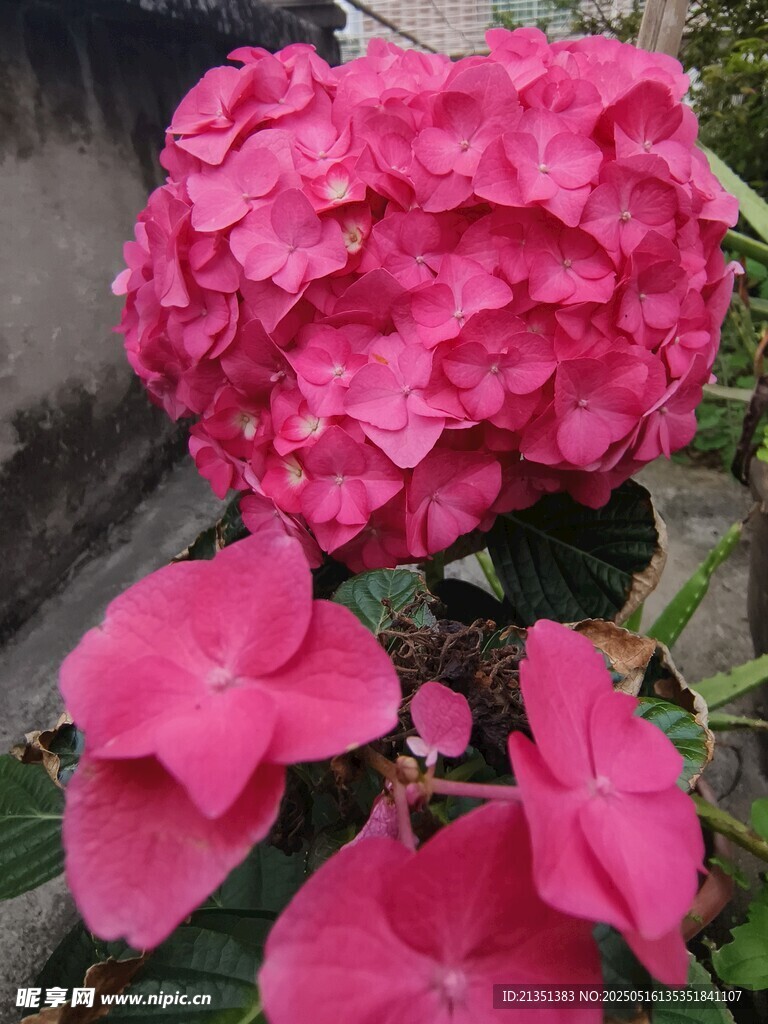 繡球花