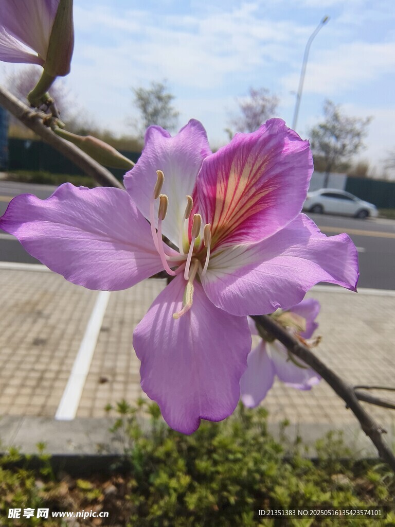 羊蹄甲